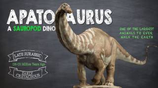 Apatosaurus Facts A Dinosaur Facts video about the enormous Apatosaurus also known as Brontosaurus [upl. by Ayetal815]