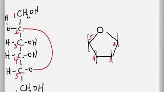 Cyclization of a Sugar to Form a Furanose Ring [upl. by Firehs]