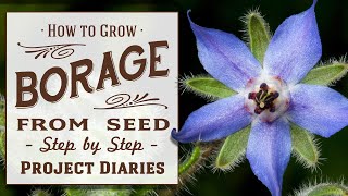 ★ How to Grow Borage from Seed Complete Step by Step Guide [upl. by Erdnoed]