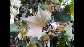 Mexican Sycamore Up Close [upl. by Sirhc613]