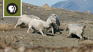 Wolf Pack Teams Up to Fight Off Intruder [upl. by Eilsel716]