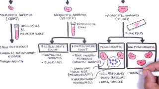 Anaemia anemia  classification microcytic normocytic and macrocytic and pathophysiology [upl. by Atnauq]