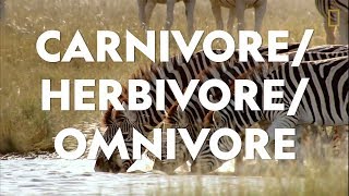 Definitions in the Field CarnivoreHerbivoreOmnivore [upl. by Sweatt]