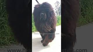 Tibetan Mastiff dog  in India  919417730301  shorts [upl. by Towroy104]