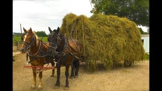 Amish 👨‍🌾 hoist loose hay up into mow in barn 🐴  PTXVI [upl. by Sanger]