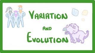 GCSE Biology  Variation and Evolution 68 [upl. by Kallman]