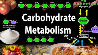 Carbohydrate Structure and Metabolism an Overview Animation [upl. by Luisa376]