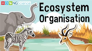 Ecosystem Organisation [upl. by Smiga]