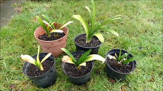 Saving My 20 Year Old Clivia Collection [upl. by Sibella]