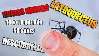 ARAÑA VIUDA NEGRA  TODO LO QUE AUN NO SABES [upl. by Ardnalak]