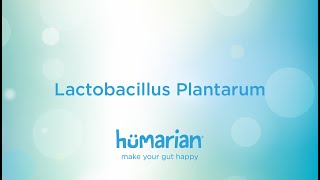 Lactobacillus Plantarum [upl. by Hpeosj]