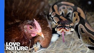 Snake Enters Chicken Coop To Feed [upl. by Sauls239]