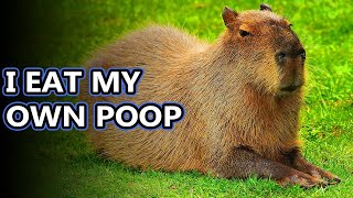 Capybara facts the largest living rodents  Animal Fact Files [upl. by Tenenbaum]