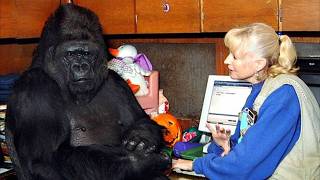 Gorilla That Can Talk Said Something Shocking About Humans – You Won’t Believe It [upl. by Ainna]