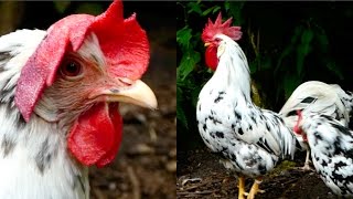 Exchequer Leghorn chickens  Piebald hens and roosters  Exchequer Hühner und Hahn [upl. by Mallissa]