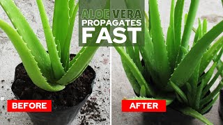 How To Propagate Aloe Vera Fast [upl. by Repsag]