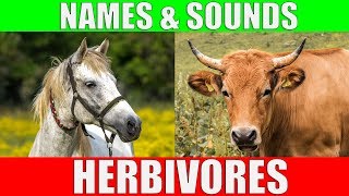 HERBIVOROUS ANIMALS Names and Sounds  Learn Herbivore Animals [upl. by Nillok]