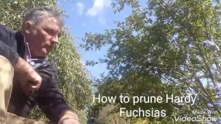 How to prune Hardy Fuchsias [upl. by Tebazile570]