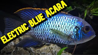 DONT get an ELECTRIC BLUE ACARA until you have seen this VIDEO [upl. by Jamille]