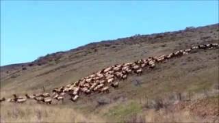 ElkRun Kittitas County Washington Elk [upl. by Rehpinej]