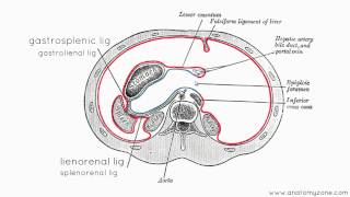 Peritoneal Cavity  Part 3  Anatomy Tutorial [upl. by Emanuela]