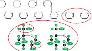 Glucogénesis  Síntesis y estructura del glucógeno [upl. by Bouldon]