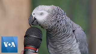 Talking Parrot  VOANews [upl. by Hoskinson]