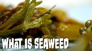 What is seaweed  Seaweed Part 1 [upl. by Normand975]