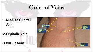 Phlebotomy The Order of Veins [upl. by Bratton]