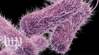 What is salmonella [upl. by Airtemak]