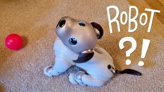 Our New Dog AIBO Pet Replacement Robot [upl. by Augustina]