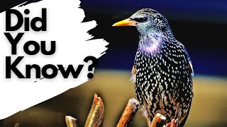 Things you need to know about STARLINGS [upl. by Irahc]