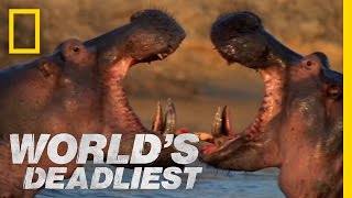 Hippo vs Hippo  Worlds Deadliest [upl. by Aicerg799]