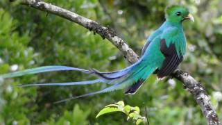 Amazing Resplendent quetzal [upl. by Eniar]