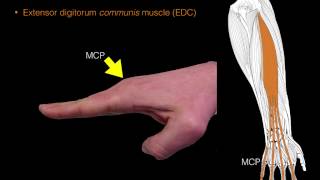 Forearm extensor muscles [upl. by Eylrac]