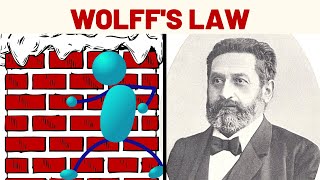 Wolffs Law Explained [upl. by Aicinet660]