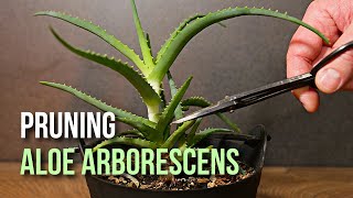 First time trimming Aloe arborescens plant [upl. by Apgar]