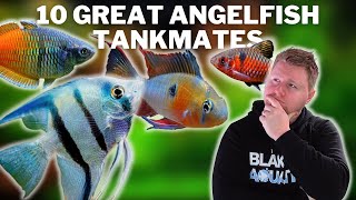 10 Great Angelfish Tankmates  Fish to Add to your Angelfish Community Tank [upl. by Zelazny652]