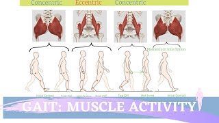 Gait Muscular Activity amp Action [upl. by Mccomb]