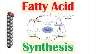 Fatty Acid Synthesis Pathway Overview Enzymes and Regulation [upl. by Polk]