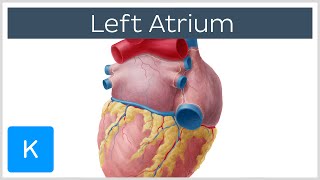 Left Atrium Heart Chamber Anatomy  Human Anatomy  Kenhub [upl. by Doersten]