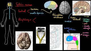 La structure du système nerveux [upl. by Bonita]