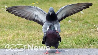 How Gangsta Are Pigeons [upl. by Yeliab]