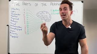 Overview of the Peripheral Nervous System [upl. by Moreno]