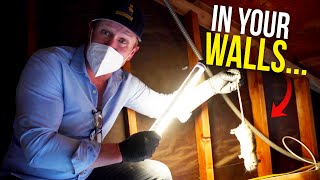 Rodents in your walls Heres what you do [upl. by Huey]