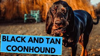 Black and Tan Coonhound  TOP 10 Interesting Facts [upl. by Nalyr]