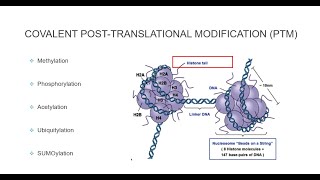 Histone Post Translational Modifications [upl. by Wooster]