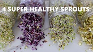 How To Grow Sprouts at Home  4 Super Healthy Sprouts [upl. by Aitselec]