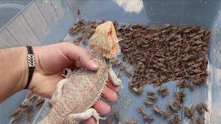 1000 Crickets VS Bearded Dragon FEEDING FRENZY [upl. by Osmen22]