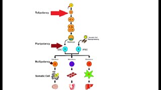 Difference between totipotent pluripotent amp multipotent stem cells [upl. by Chavey]